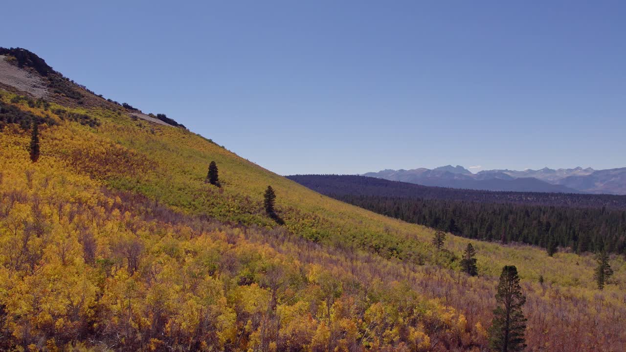 Fall Colors at Sage Hen Summit in Mono County, California - Aerial drone shot rising above the fall leaves in the Eastern Sierra