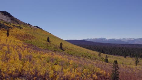 fall colors at sage hen summit in mono county, california - aerial drone shot rising above the fall leaves in the eastern sierra