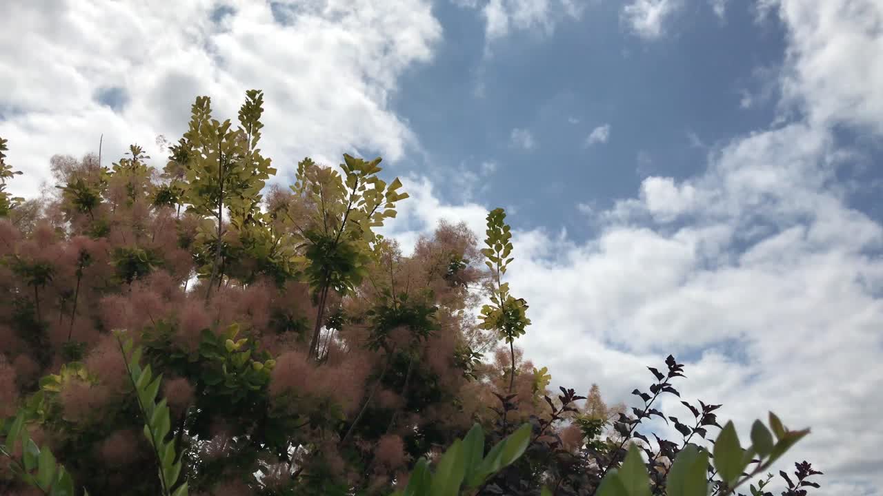 A handheld shot of pink tree blossoms blowing in the breeze against a cloudy blue sky