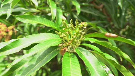 racimo de flores de árbol de mango que crecen listas para convertirse en jóvenes frutas tropicales exóticas