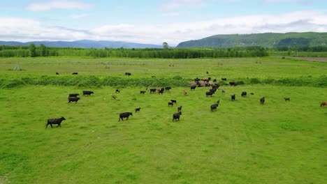 Rebaño-De-Ganado-Negro-Corriendo-Y-Pastando-En-El-Campo-De-Hierba-Dentro-De-La-Granja-En-Oregon,-Estados-Unidos