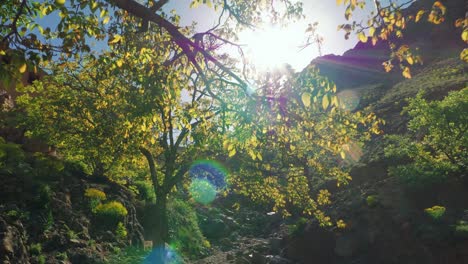 Walnussbäume-Vor-Blauem-Himmel-Und-Strahlender-Sonne,-Marokko,-Blick-Nach-Oben,-Reisekonzept