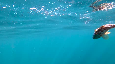 Underwater-view-of-sheepshead-fish-caught-rising-to-surface-slow-motion