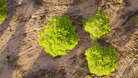 slow forward top view flight over green pine trees on rural field during golden hour - el romoido,andalusia