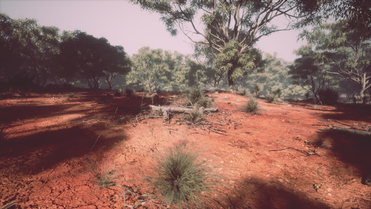 sendero de tierra a través del bosque de angofora y eucalipto