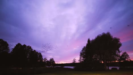 flock of birds flying across sky at sunset along water