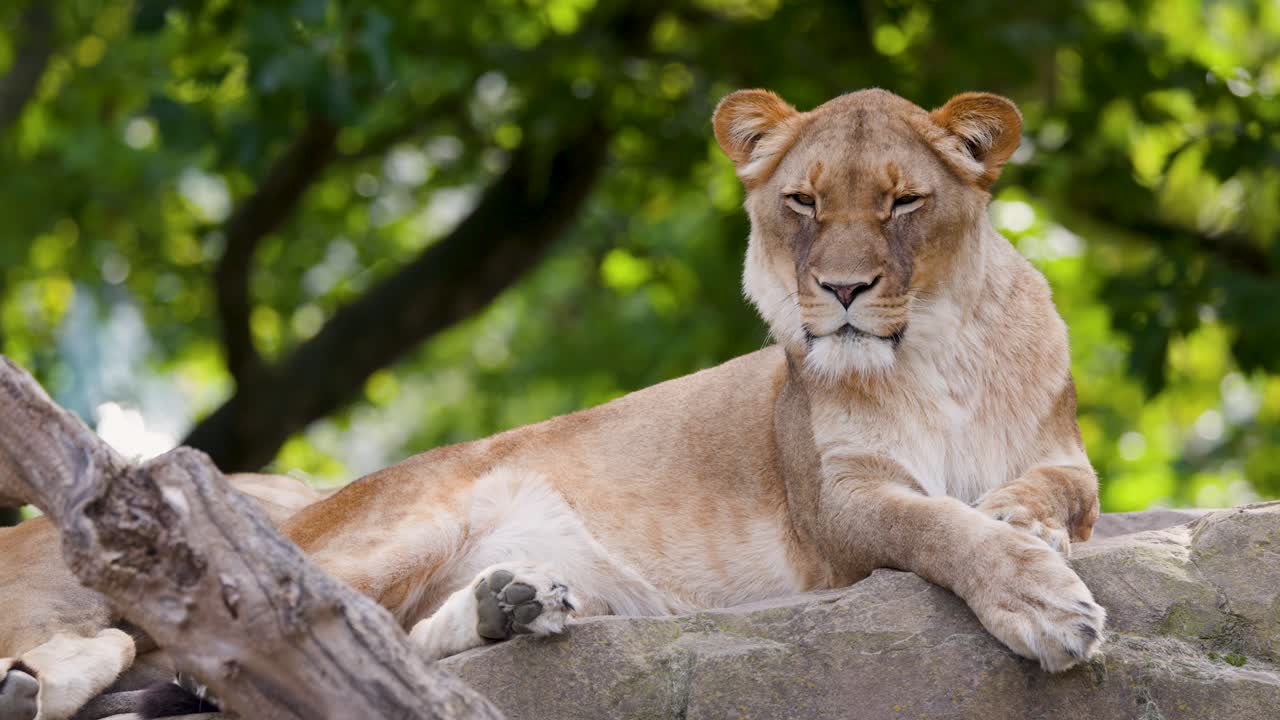Calm lioness lounges on rock, surrounded by greenery, soft daylight, steady camera, tranquil mood