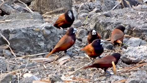 video en cámara lenta de una pandilla de munias de cabeza negra o munias castañas que buscan semillas y otros alimentos para pájaros