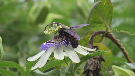 primer plano de un abejorro volando sobre una flor de la pasión de la corona azul para recolectar néctar