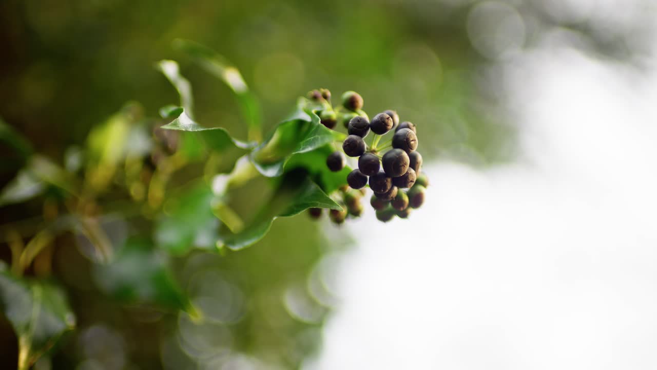 바람에 움직이는 초록색 잎, 느린 동영상 4k