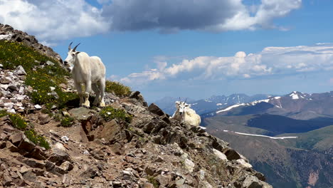 Hoch-Gelegene-Bergziege,-Schafherde-Oben-In-Den-Rocky-Mountains,-Colorado,-Sonniger-Sommermorgen,-Tag,-Berg,-Blauer-Himmel,-Evans,-Greys-Und-Torreys-Peaks,-Sattelpfad,-Wanderung,-Bergsteiger,-Denver,-Front-Range,-Statisch