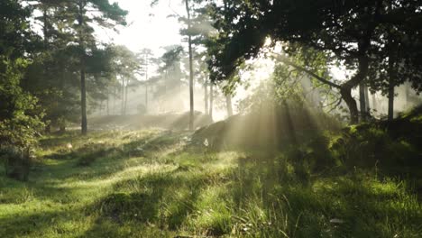 el amanecer del bosque brumoso