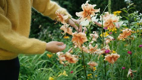 Weibliche-Hand,-Die-Schöne-Lilienblumen-Im-Garten-Berührt