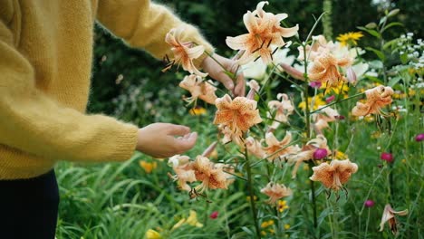 mano femenina tocando hermosas flores de lirio en el jardín