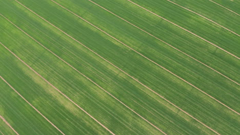 Top-aerial-graphic-geometrical-pattern-lines-in-Spain-farming-lands