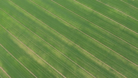 Líneas-De-Patrones-Geométricos-Gráficos-Aéreos-Superiores-En-Tierras-Agrícolas-De-España