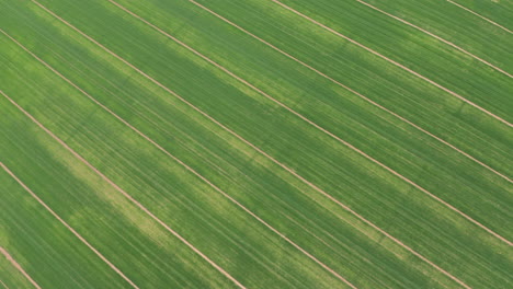 top aerial graphic geometrical pattern lines in spain farming lands