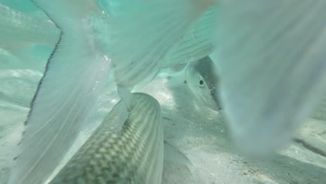 close-up bonefish swimming underwater in a group in clear turquoise water,