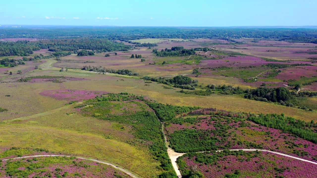 드론이 새로운 숲 풍경에 끌어 올립니다.
