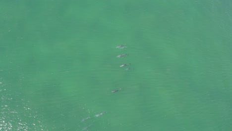 Pod-Of-Bottlenose-Dolphins-Swimming-Underwater