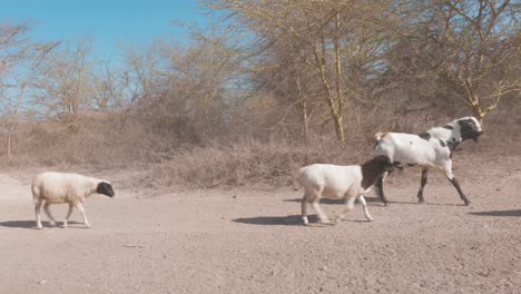 triste escena de sequía que afecta al ganado keniano, cabras que buscan lugar para pastar