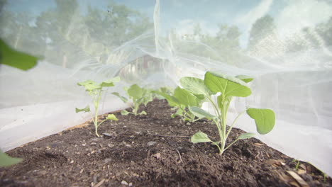 young leafy green cabbage plants protected by netted grow tunnel