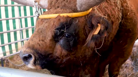 cow eating in slow motion