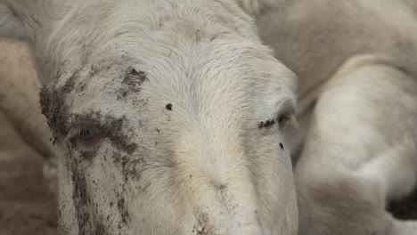 close up of a white donkey