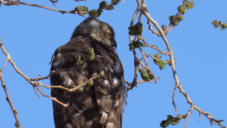 Näherer-Blick-Auf-Einen-Falkenvogel,-Der-Auf-Dem-Ast-Eines-Baumes-In-Einem-Naturpark-In-Mojave,-Kalifornien,-Unter-Dem-Strahlend-Blauen-Himmel-Sitzt---Nahaufnahmeaufnahme