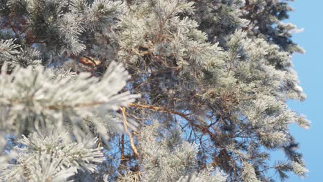 Vertikale-Aufnahmen-Von-Kiefern,-Die-An-Sonnigen-Wintertagen-Mit-Schnee-Bedeckt-Sind