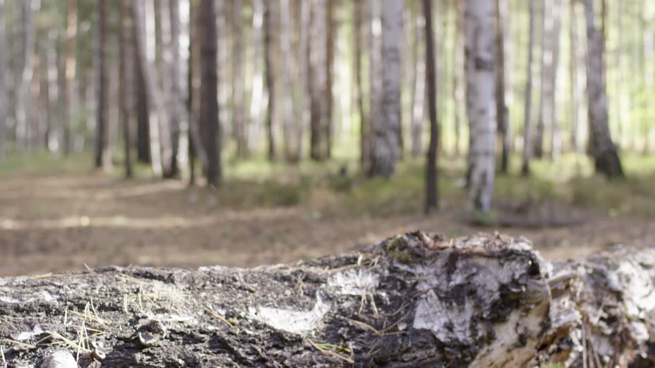 숲을 고 있는 남자