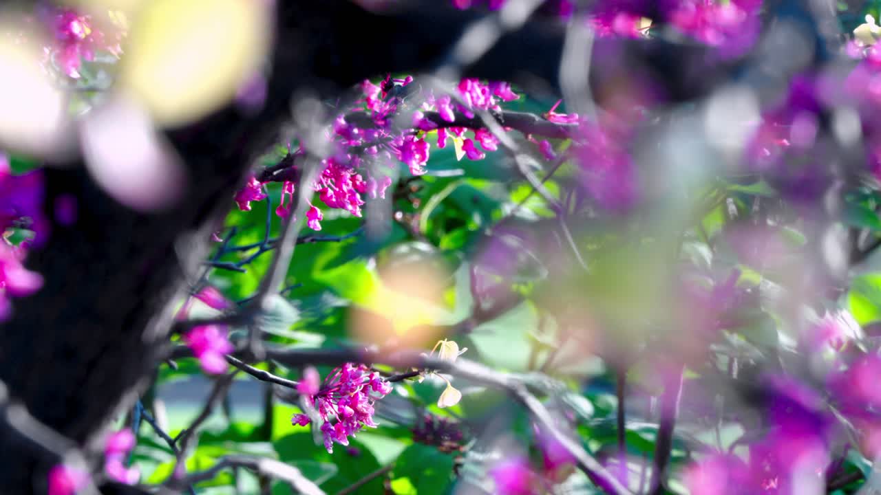 Close shot of pink flowers on tree branches.