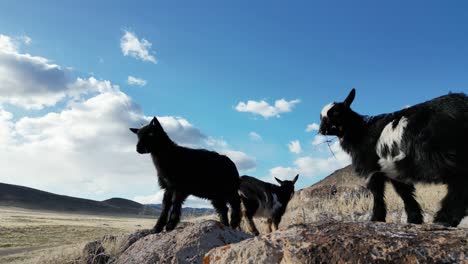 cabras enanas nigerianas jugando y comiendo en el desierto