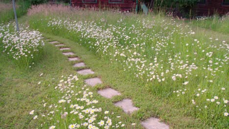 Stone path through a field of daisies
