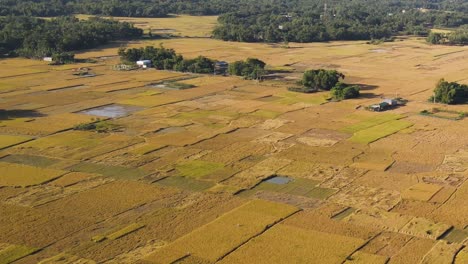 Panoramic-aerial-view-of-rice-paddy-fields,-Bangladesh