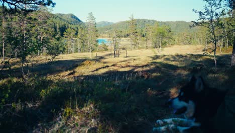 Alaskan-Malamute-Hunderasse-Ruht-Mit-Naturlandschaft-Im-Hintergrund