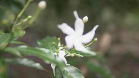 Ruhige-Aufnahme-Weißer-Tropischer-Blumen