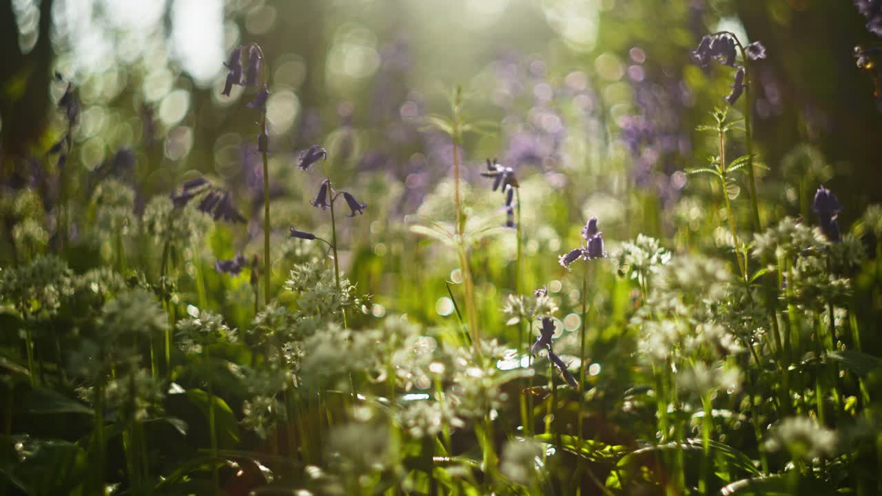 Bluebells and Wild Garlic in a Sunny Woodland