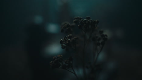 a miniature trees and plants at night