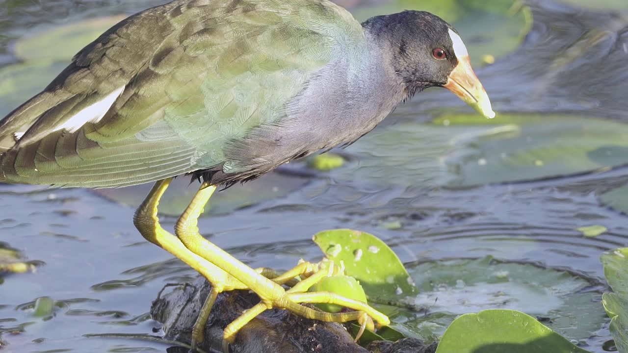느린 동작으로 부리가 있는 수련을 먹는 화려한 보라색 갈리누레