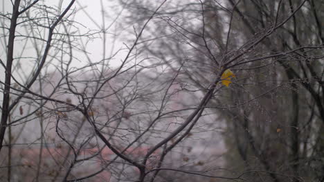 Late-autumn-scene-with-bare-trees-and-falling-snow