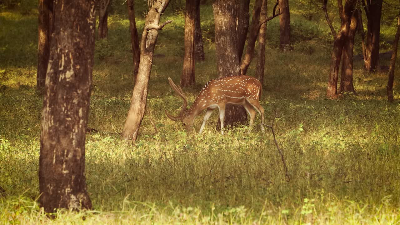 chital o cheetal, también conocido como venado manchado, venado chital y venado de eje, es una especie de venado que es nativa del subcontinente indio. parque nacional de ranthambore sawai madhopur rajasthan india
