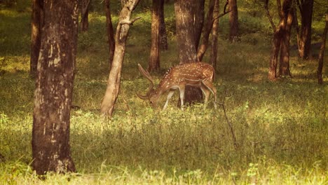 Chital-Oder-Gepard,-Auch-Bekannt-Als-Spotted-Deer,-Chital-Deer-Und-Axis-Deer,-Ist-Eine-Hirschart,-Die-Auf-Dem-Indischen-Subkontinent-Heimisch-Ist.-Ranthambore-Nationalpark-Sawai-Madhopur-Rajasthan-Indien