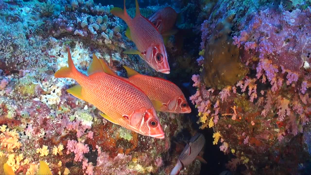 다채로운 열대 산호초에서 수영하는 squirrelfishes