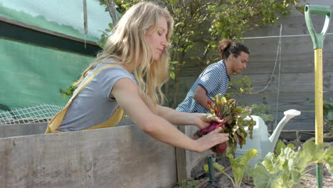 portrait of happy diverse couple working in garden and picking beetroots, slow motion