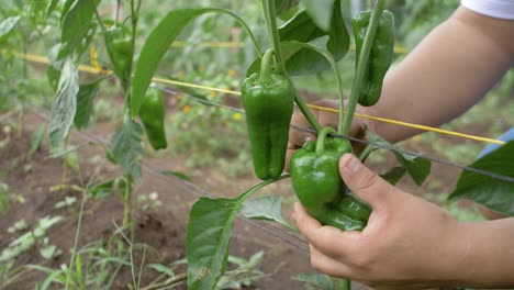 Ripe-green-bell-peppers-in-an-organic-orchard-being-picked-up-by-human-hands