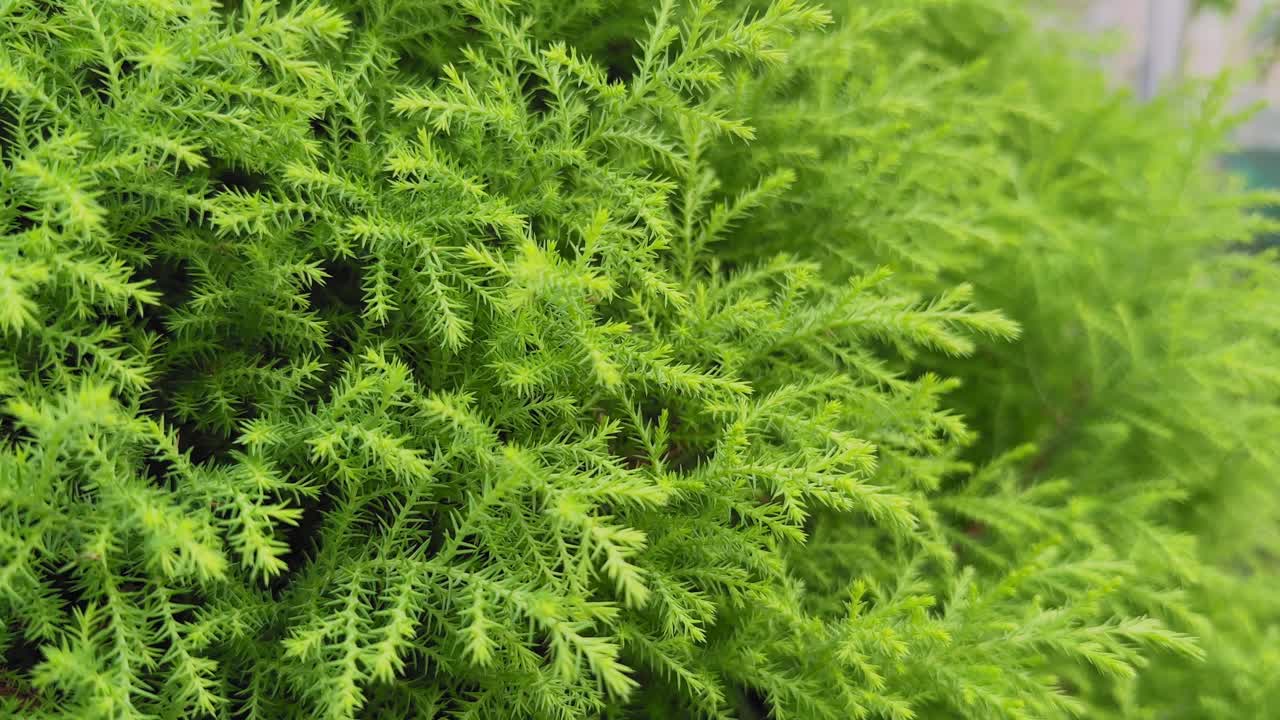 La telecamera orbita delicatamente attorno al fogliame verde brillante del Cipresso Limone, mostrando foglie dense e morbide simili ad aghi del Cupressus macrocarpa Goldcrest in un ambiente da giardino.