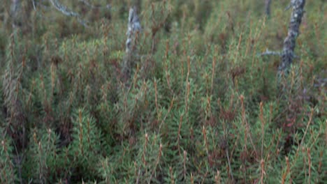 iceland moss and bog pines