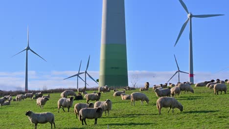 renewable energy meets rural landscape: sheep grazing in front of wind farm turbines in brilon, sauerland, north rhine-westphalia