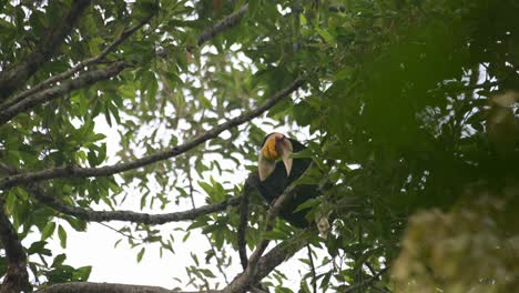 un individuo macho visto detrás de ramas y hojas gruesas mientras abre la boca y está listo para acercarse a su nido, wreathed hornbill rhyticeros undulatus, macho, tailandia